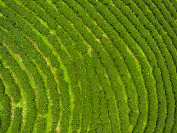 istock Aerial view of Tea plantation 837117666