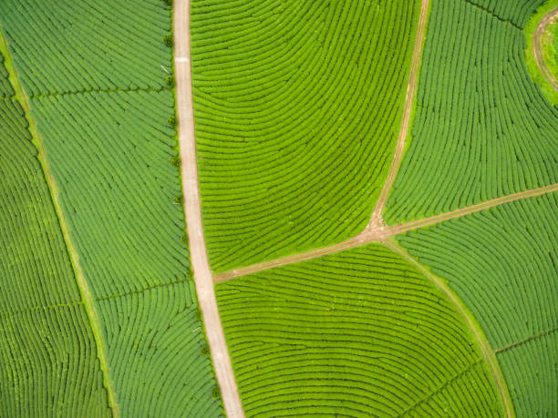 istock Aerial view of Tea plantation 837118020
