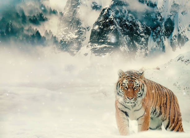 A tiger is laying down in a cage with a green background. The tiger is looking at the camera with a mouth open