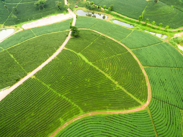 istock Aerial view of Tea plantation 837118636
