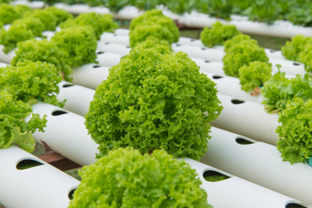 organic hydroponic vegetable in the cultivation farm - 12014 imagens e fotografias de stock