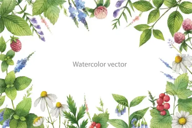 Vector illustration of Watercolor vector hand painted floral frame with green herbs and spices.