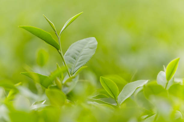 istock Fresh tea leaves in morning on tea plantation field 837127688