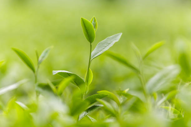 istock Fresh tea leaves in morning on tea plantation field 837127824