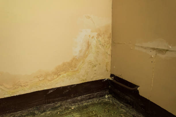istock Mold, fungus and peeling paint on the wall 837134090