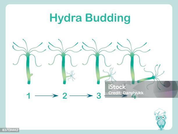Budding Example Hydra Hydra Budding Illustration Stock Illustration - Download Image Now ...