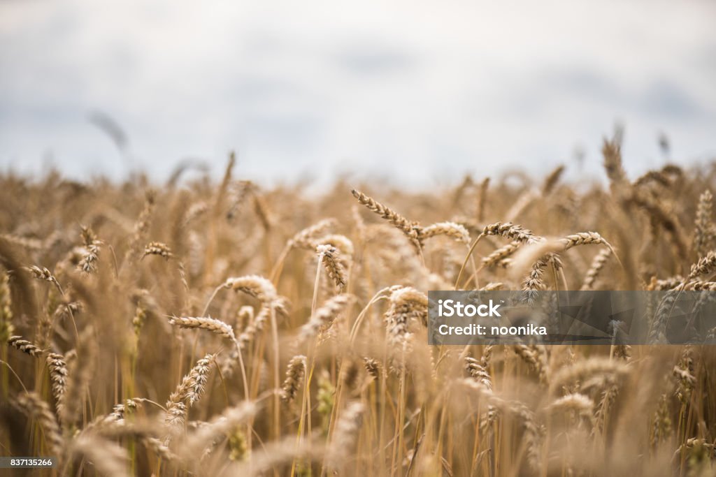 wheat Agricultural Field Stock Photo