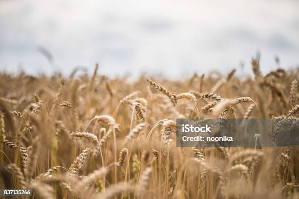 Wheat Stock Photo - Download Image Now - Agricultural Field, Agriculture, August