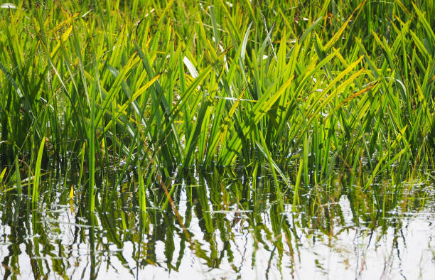 istock Plant in water 837140250