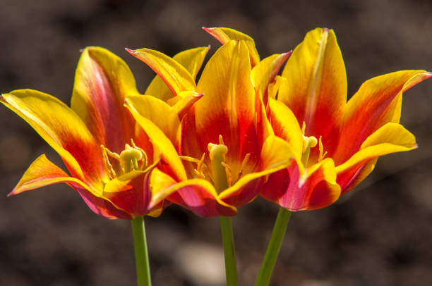 istock Beautiful view of orange tulips & sunlight. 837141828
