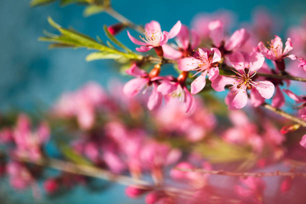 istock Spring flowering branches, pink flowers on a blue background 837143116