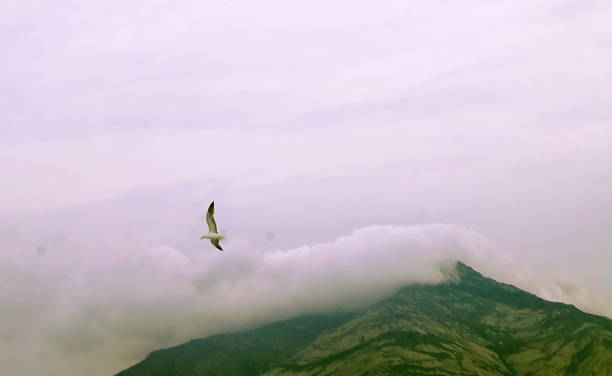 istock Shearwater off the island of Montecristo 837148738