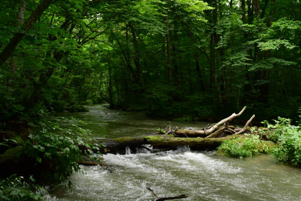 istock Fresh Greenery along Oirase Mountain Stream, Aomori Prefecture, Japan 837150366