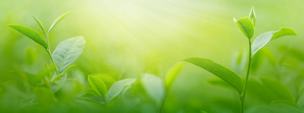 istock Fresh tea leaves in morning on tea plantation field 837150732