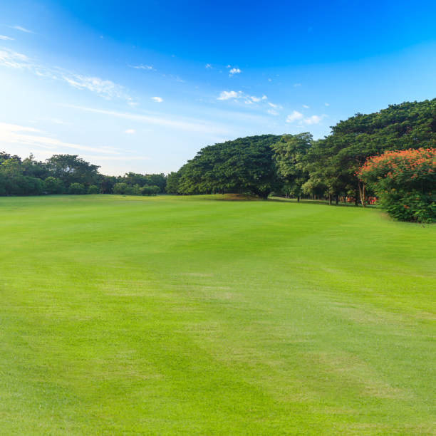 istock Green grass and trees in beautiful park under the blue sky 837151196