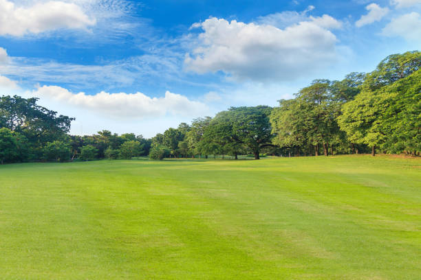 istock Green grass and trees in beautiful park under the blue sky 837151456