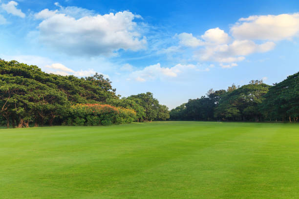 istock Green grass and trees in beautiful park under the blue sky 837151528