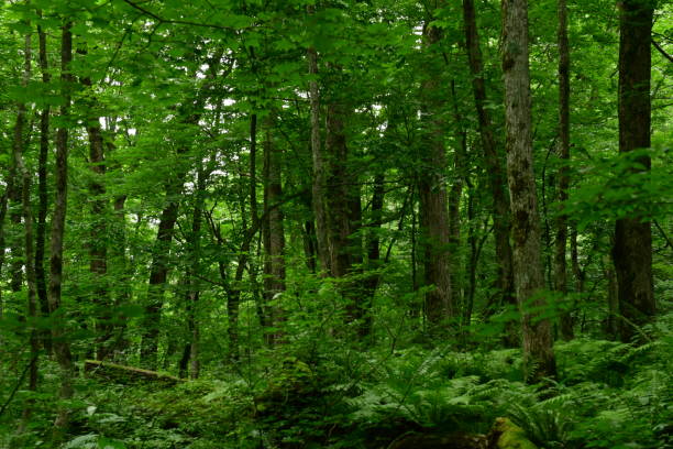 istock Fresh Greenery along Oirase Mountain Stream, Aomori Prefecture, Japan 837156370
