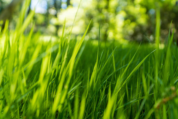 istock Green grass, one sunny day, blurred backgrounds,selective focus. 837158362