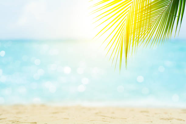 Sea water bokeh Blur Sea water bokeh and sand beach against sunlight background with palm leaf on foreground glittering sea stock pictures, royalty-free photos & images