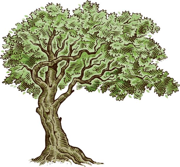 나무 그리기 벡터 일러스트 레이 션 나무에 대한 스톡 벡터 아트 및 기타 이미지 - 나무, 드로잉, 뿌리 - Istock