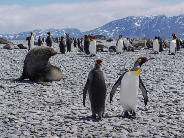два взрослых королевских пингвина и большая фюленя на переднем плане на скалистом пляже на острове саут-джорджия. - 12 18 months стоковые фото и изображения