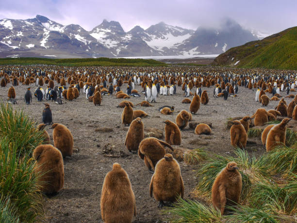 große kolonie des königs pinguine auf south georgia island. gruppe von jugendlichen pinguine mit dunkelbraunen daunen. - snow dune stock-fotos und bilder