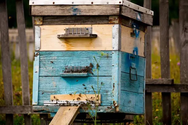 A row of bee hives in a field. The beekeeper in the field of flowers. Hives in apiary with bees flying to the landing boards in a green garden. hives with bees.