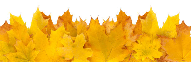 istock Fall season background, yellow maple leaves 837206788