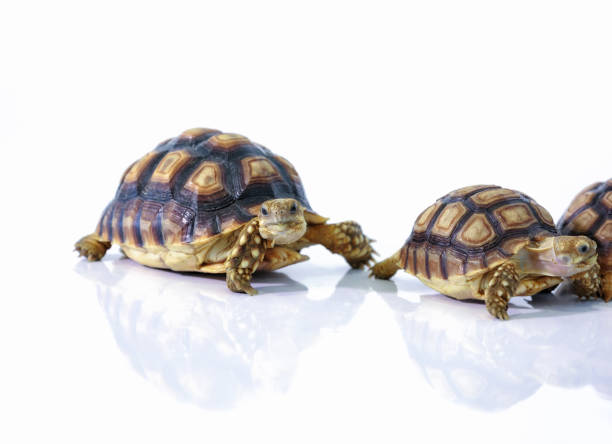istock Centrochelys sulcata isolated on white background. 837206870
