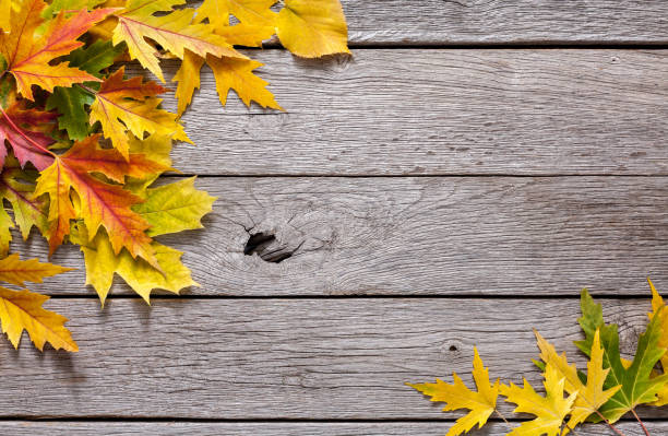 istock Autumn season background, yellow maple leaves 837209738