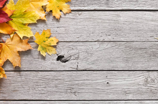 istock Autumn season background, yellow oak leaves 837209880