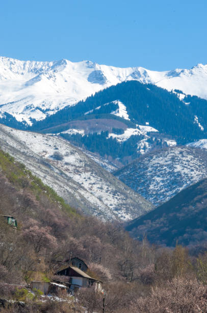 istock apricot flowers mountains 837217272