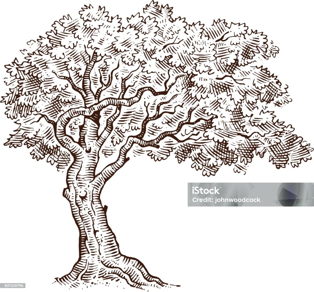 Mono Tree Drawing Sketch Stock Illustration - Download Image Now ...