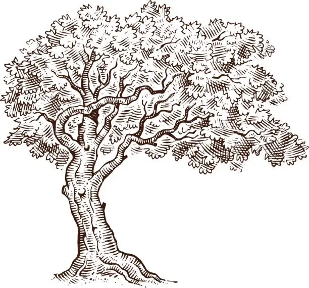 Vector illustration of Mono tree drawing sketch