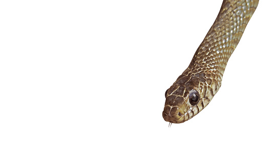 Oriental Rat Snake Isolated on White Background, Clipping Path