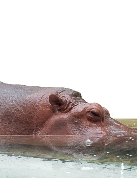 istock Closeup Head of Hippopotamus Sleeping on White Background, Clipping Path 837225828