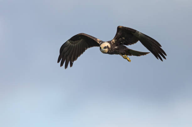 istock Flying female western marsh harrier (Circus aeruginosus) 837229572