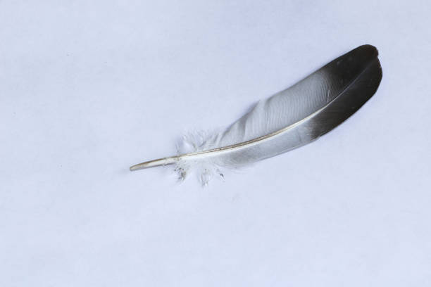 istock Isolated feather bird dove on white background for design 837244186