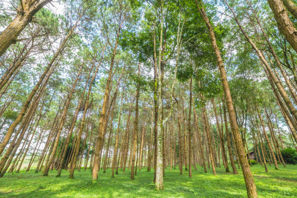istock trunks of tall old trees in a pine forest 837246536