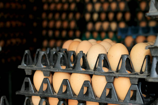 istock Group of fresh eggs on egg black panel package from a chicken farm in the package retained to sell for cooking at the market. 837253772