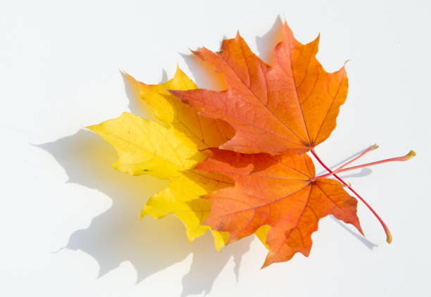 autumn maple leaf on a white background - 3369 imagens e fotografias de stock