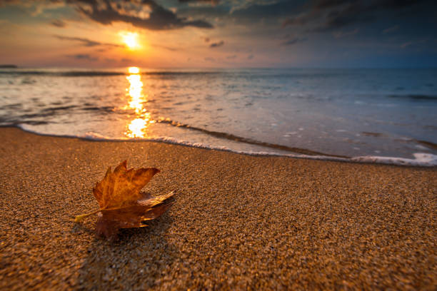 Beautiful sunrise over the sea and leaf. Autumn concept. stock photo