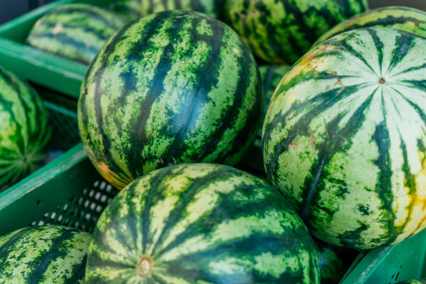 istock some watermelons in green boxes 837260380
