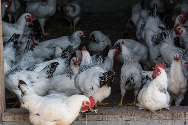 istock Rooster broilers in the hen house on the home farm 837267444