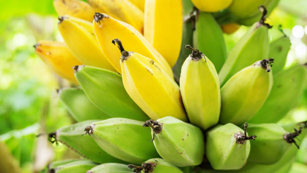 果樹園で生のバナナの束のクローズ アップ。 - banana bunch yellow healthy lifestyle ストックフォトと画像