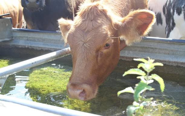 istock cow drinking at water trough 837275250