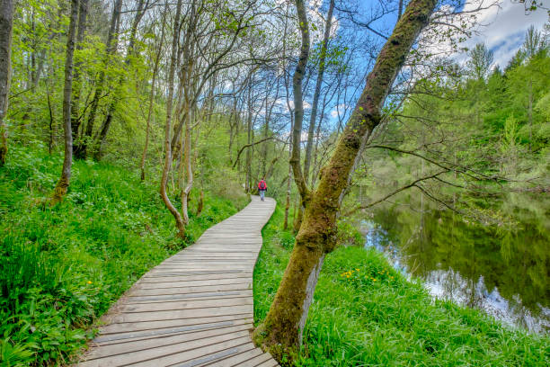 istock Footpath in the woodland along the river Clyde, Scotland 837282986