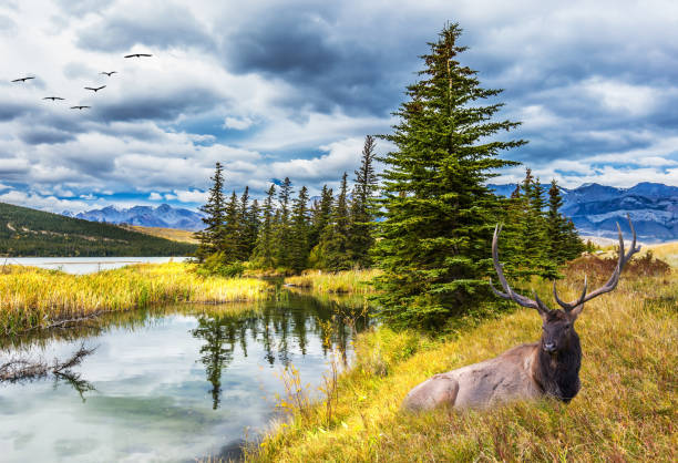 istock The deer with branched horns rests 837283512