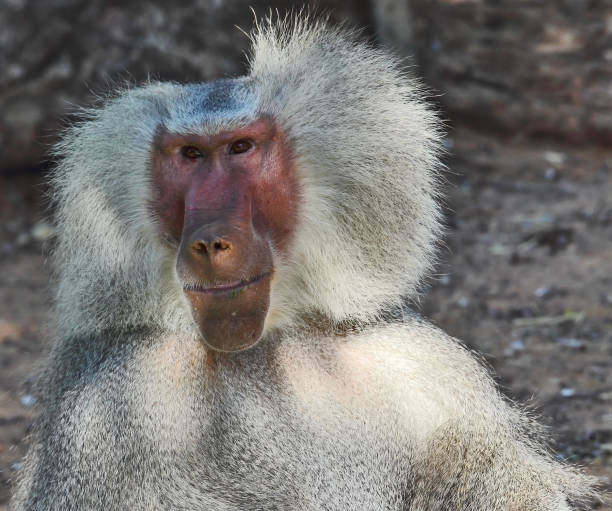 istock The silvery baboon smiles to spectators 837283892